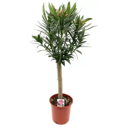 Nerium oleander - Obrázek 2