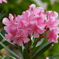 Nerium oleander
