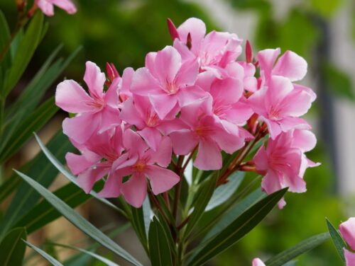 Nerium oleander - Obrázek 1