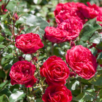 Rosa 'ROUGE MEILOVE'®-stromková