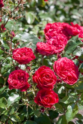 Rosa 'ROUGE MEILOVE'®-stromková