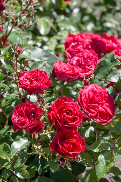 Rosa 'ROUGE MEILOVE'®-stromková - Image 1