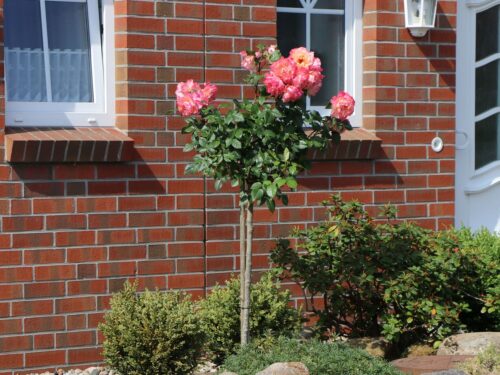 Rosa 'AUGUSTA LUISE'®-stromková - Image 1
