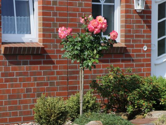 Rosa 'AUGUSTA LUISE'®-stromková