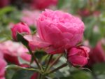 Rosa (F) 'Leonardo da Vinci'®-stromková - Obrázek 6