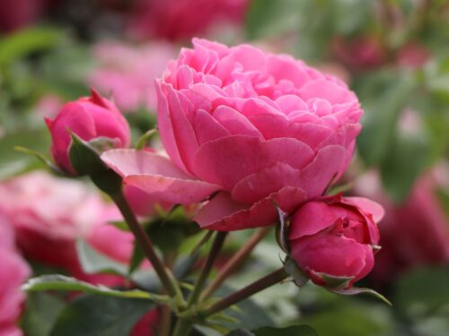 Rosa (F) 'Leonardo da Vinci'®-stromková - Obrázek 6