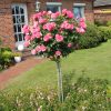 Rosa (F) 'Leonardo da Vinci'®-stromková - KM 70CM