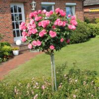 Rosa (F) 'Leonardo da Vinci'®-stromková