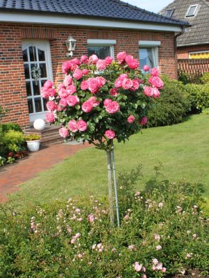 Rosa (F) 'Leonardo da Vinci'®-stromková