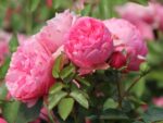 Rosa (F) 'Leonardo da Vinci'®-stromková - Obrázek 5