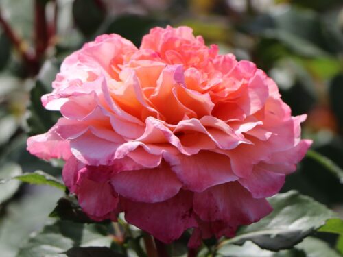 Rosa 'AUGUSTA LUISE'®-stromková - Image 2