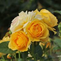 Rosa 'Absolutely Fabulous'-stromková