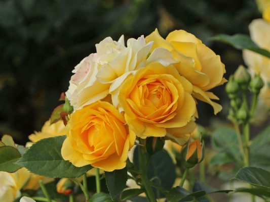 Rosa 'Absolutely Fabulous'