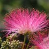 Albizia julibrissin ´Ombrella´ - C15L-KM100 CM-polokmen