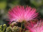 Albizia julibrissin ´Ombrella´