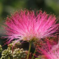 Albizia julibrissin ´Ombrella´