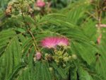 Albizia julibrissin ´Ombrella´ - Obrázek 4