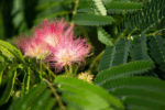 Albizia julibrissin ´Ombrella´ - Obrázek 3