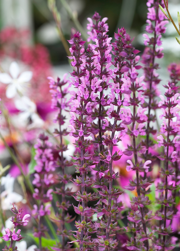 Salvia nemorosa 'Caradonna Pink'®
