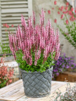 Salvia nemorosa 'Caradonna Pink'® - Obrázek 2