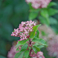 Viburnum tinus 'Gwenlian'