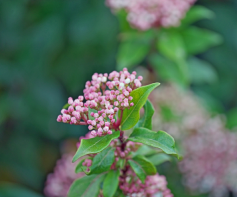 Viburnum tinus 'Gwenlian'
