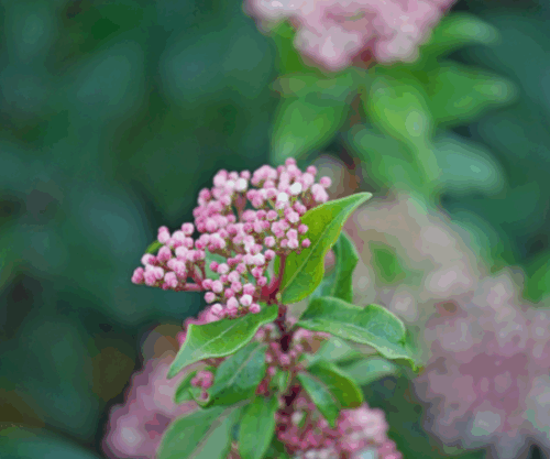 Viburnum tinus 'Gwenlian' - Obrázek 1