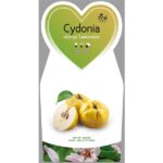 Kdouloň obecná 'Leskovačka' - Obrázek 2