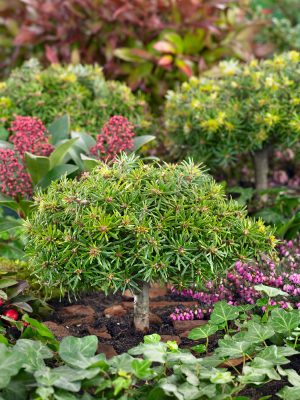 Abies koreana 'Kristallkugel'