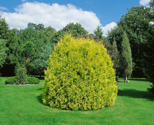 Thuja occidentalis 'Rheingold' - Obrázek 1