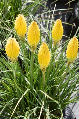Kniphofia uvaria 'Poco Yellow'