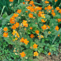Geum coccineum 'Koi'