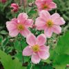 Anemone japonica 'Königin Charlotte' - Kontejner, pr. 11 cm