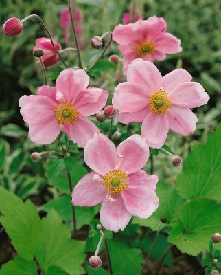 Anemone japonica 'Königin Charlotte'