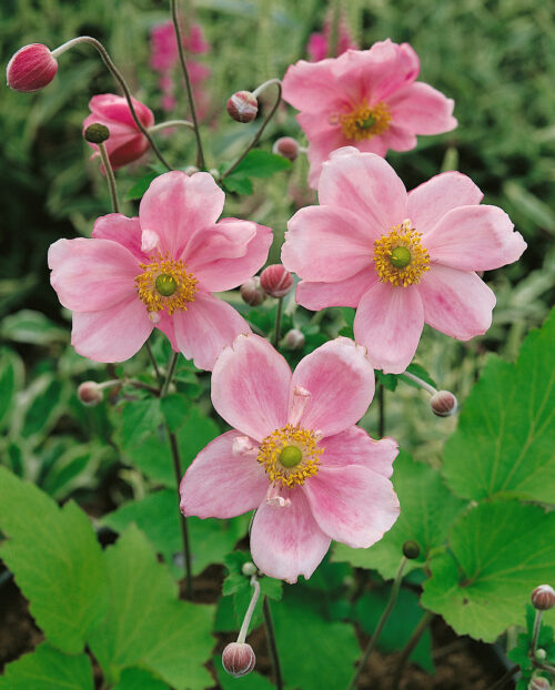 Anemone japonica 'Königin Charlotte' - Obrázek 1