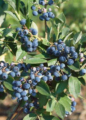 Vaccinium cor. 'Jersey'