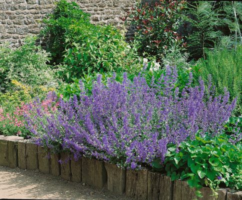 Nepeta x faassenii 'Blue Wonder'