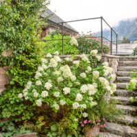 Hydrangea paniculata 'Skyfall'®