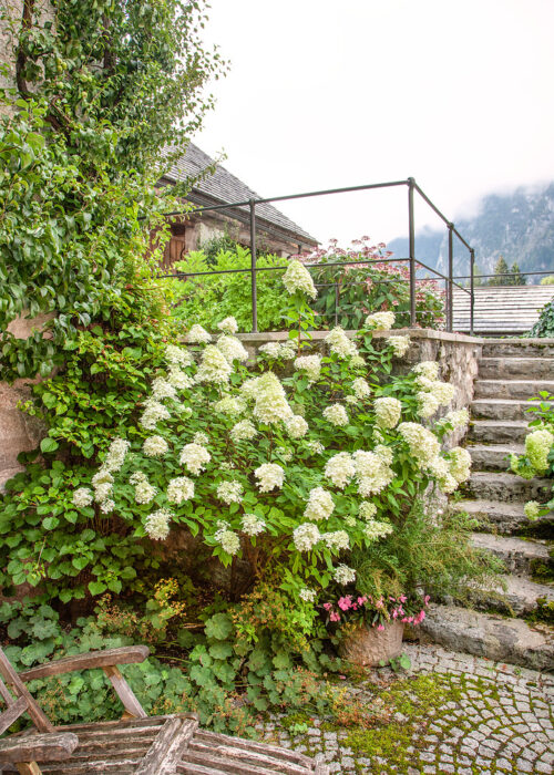 Hydrangea paniculata 'Skyfall'® - Obrázek 1