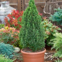Picea glauca 'Compacta'