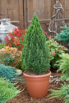 Picea glauca 'Compacta'