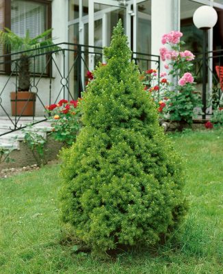 Picea glauca 'Conica'