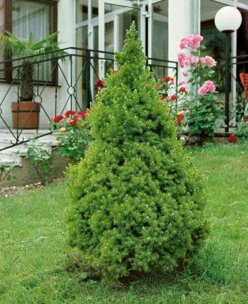 Picea glauca 'Conica' - Obrázek 1