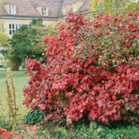 Cornus alba 'Miracle'®