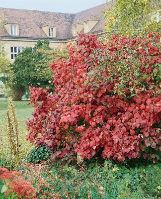Cornus alba 'Miracle'®