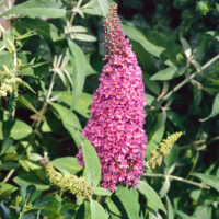 Buddleja davidii Free Petite 'Dark Pink'