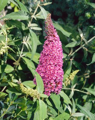 Buddleja davidii Free Petite 'Dark Pink'