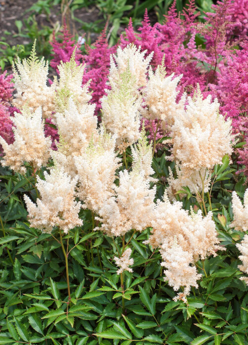 Astilbe arendsii 'Weisse Gloria' - Obrázek 1