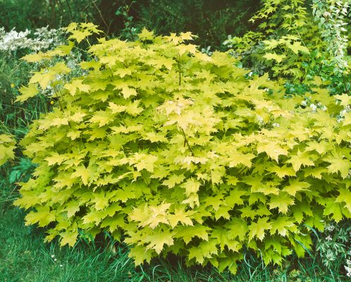 Acer platanoides 'Golden Globe'