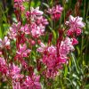 Gaura lindheimeri 'Siskiyou Pink' - Kontejner 1 l